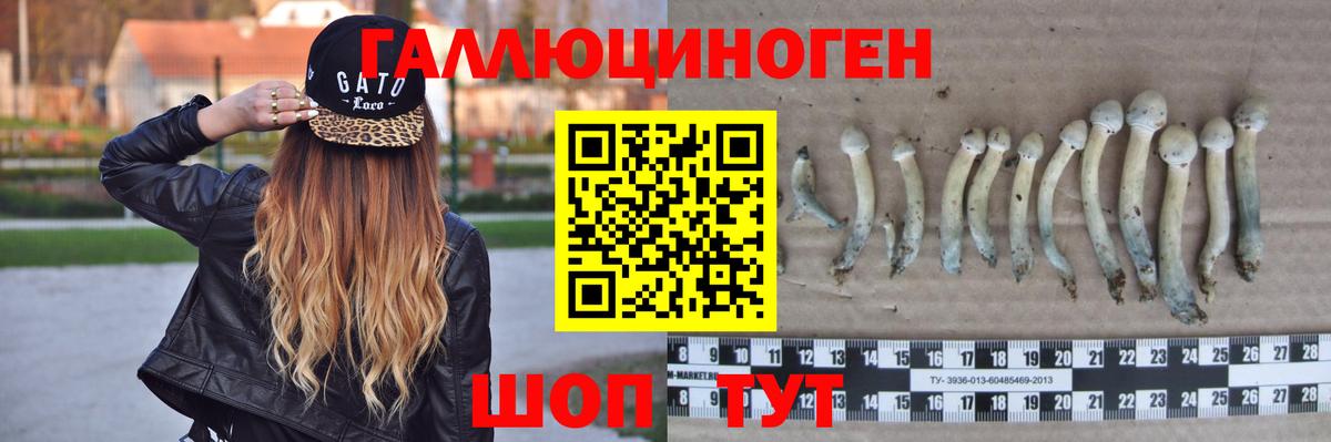 Галлюциногенные грибы Psilocybe Лениногорск
